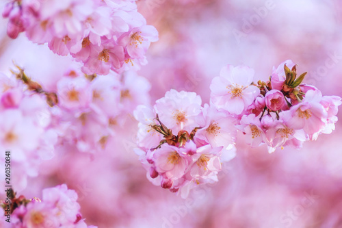 Zierkirsche, Blüten, romantisch, Hintergrund