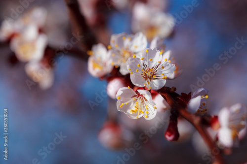 Blooming tree with white flowers. Macro photography of an open flower. Summer season. Sunny weather. Toning in delicate colors. Copy space for inscription.