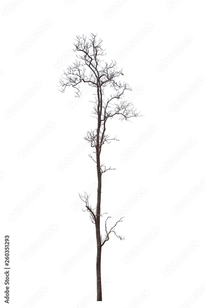 Fototapeta premium Dead tree or dried tree isolate on white background.Clipping path.