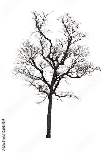 Dead tree or dried tree isolate on white background.Clipping path. © krsprs