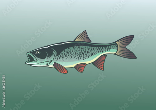 fish chub