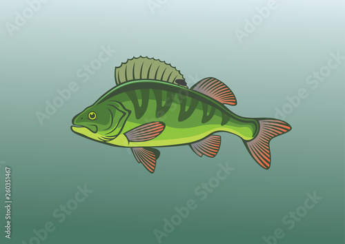 perch fish