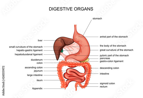 the organs of digestion. anatomy photo