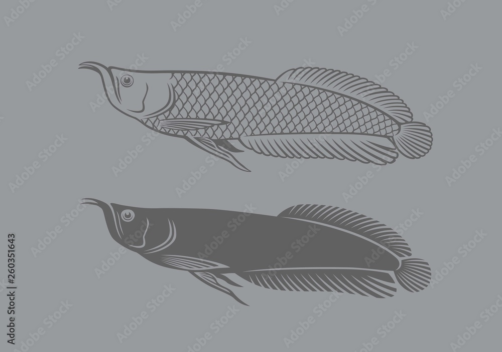 Obraz premium arowana fish