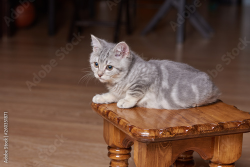 Portrait of small gray scottish straight kitten on chair in kitchen. photo