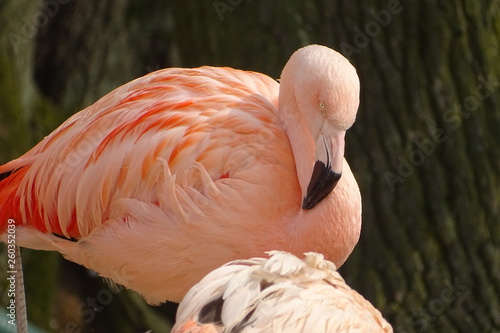 Beautiful Chilean flamingos