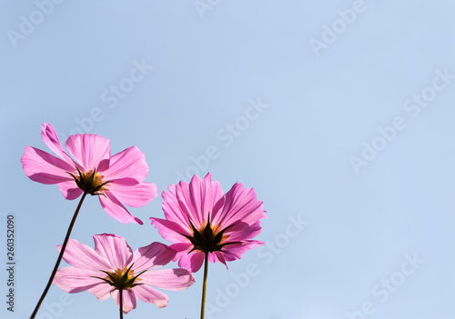 Magenta flowers (apollo carmines) from below with wide clear light blue sky suitable for text
