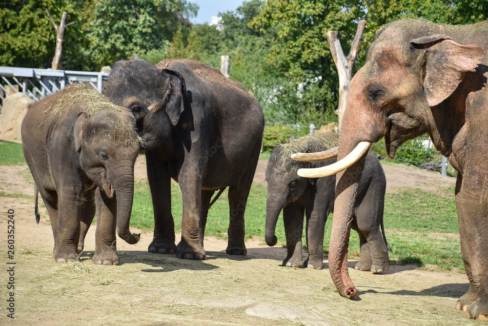 Fototapeta premium Elephas maximus - Indian elephant