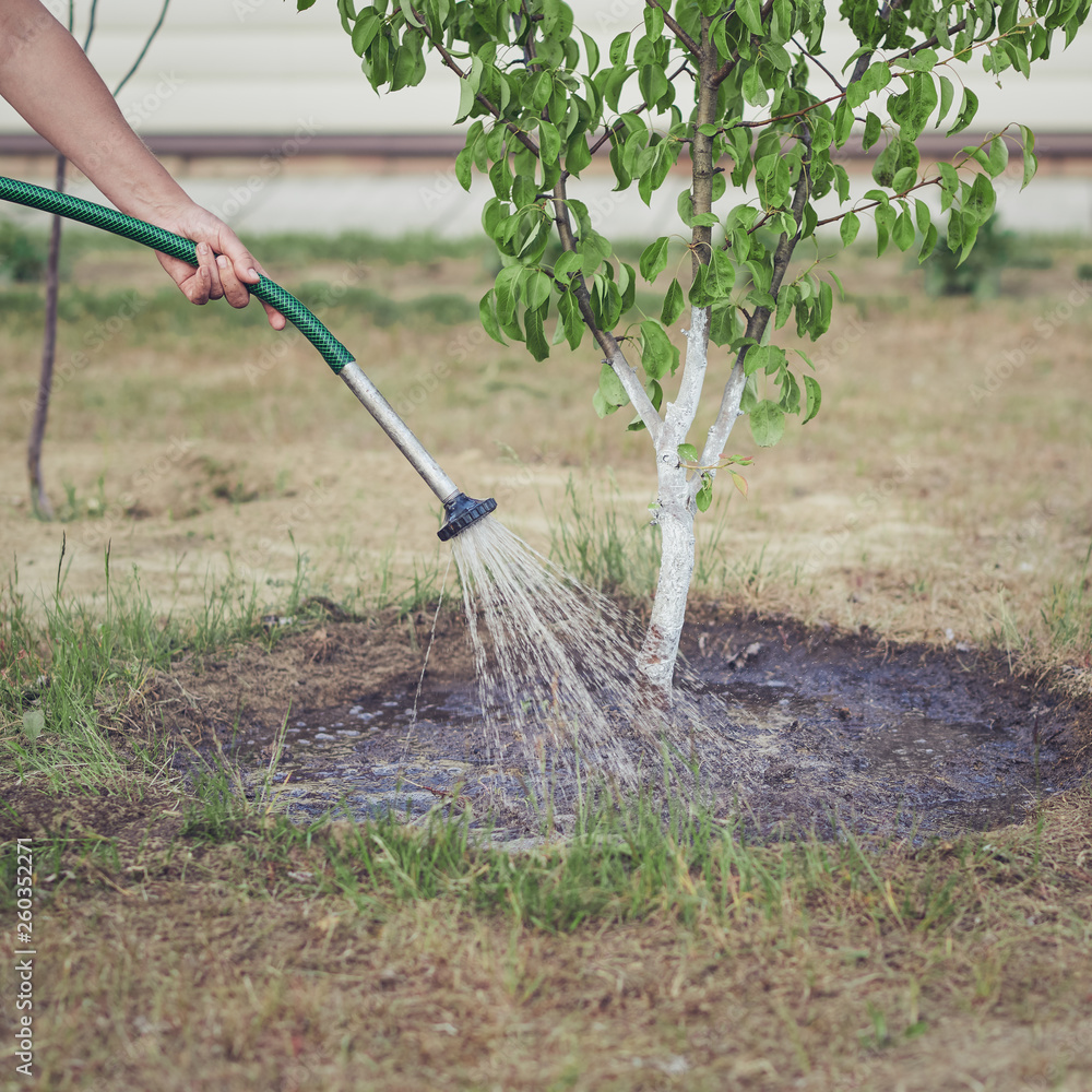 Caucasian woman is watering trees in the garden.
