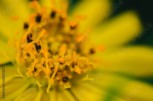 close up on yellow flower