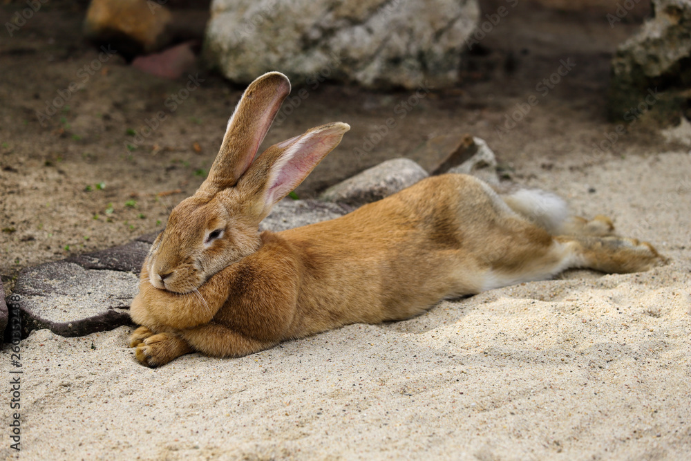 Full body of domestic male brown Flemish giant rabbit Full body of domestic male brown Flemish giant rabbit