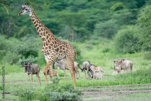 giraffe in National park in African