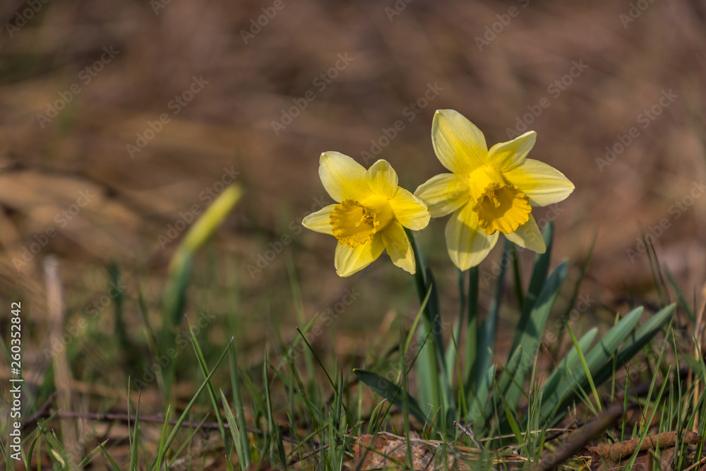 Fototapeta premium Wilde Narzissen in der Eifel