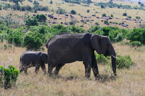 African elephant, Loxodonta africana, cow with young calf, Massai Mara Park, Kenya, Africa.