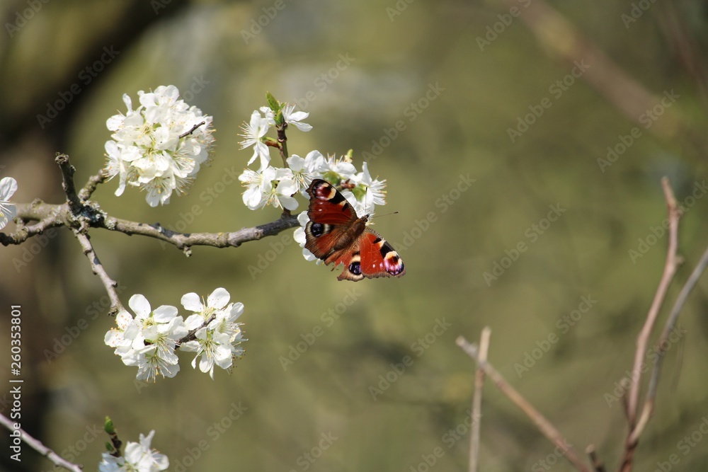 Butterfly on a blossom Butterfly on a blossom