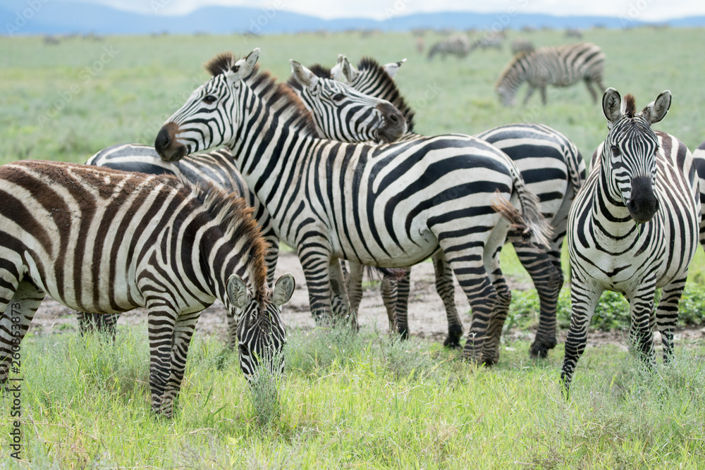 Fototapeta premium Group of Zebra in Ngrongoro