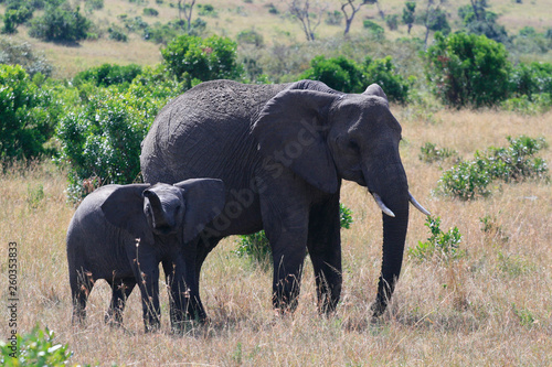 African elephant  Loxodonta africana  cow with young calf  Massai Mara Park  Kenya  Africa.