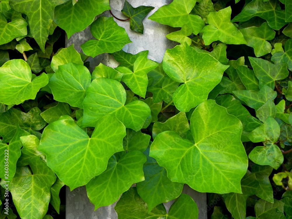 green leaves background green leaves background