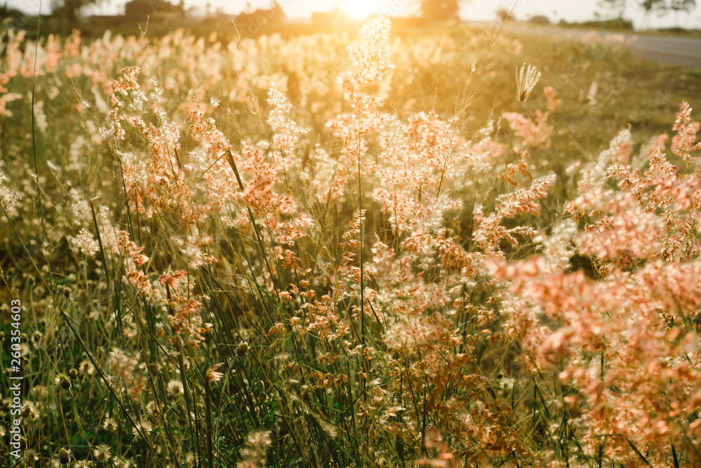 flower grass with sunset background.