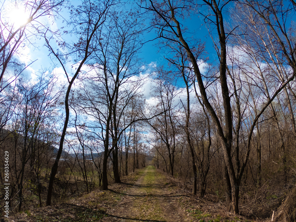 Country road running through tree alley. Country road running through tree alley.