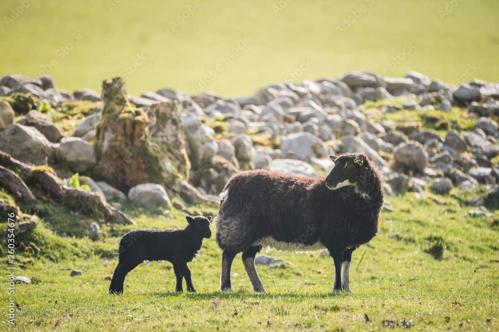 lamb with mother in a field in sun lamb with mother in a field in sun
