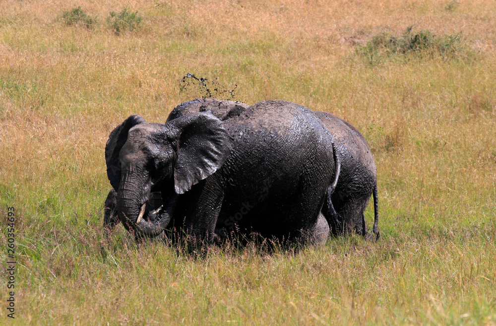 Obraz premium African elephant, Loxodonta africana, family take mud baths in sunny day. Massai Mara Park, Kenya, Africa.