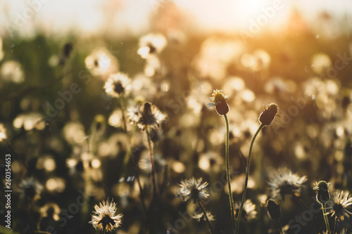 Soft focus the seeds of Coat buttons or Mexican daisy flower