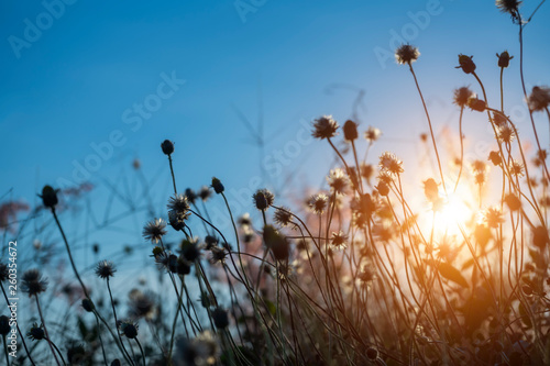 Soft focus the seeds of Coat buttons or Mexican daisy flower