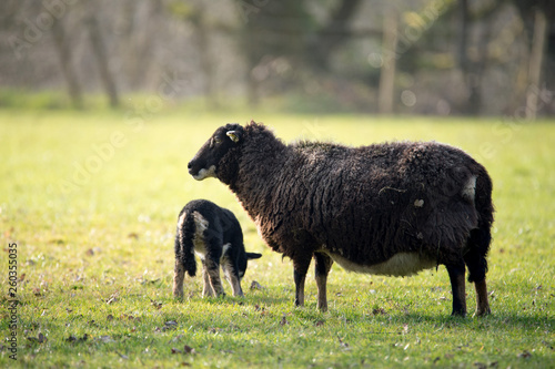 lamb with mother in a field in sun