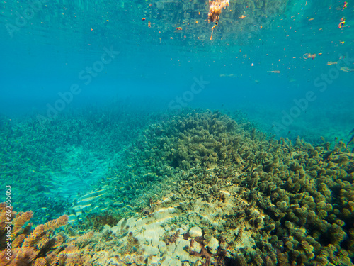 underwater landscape with algae and blue water