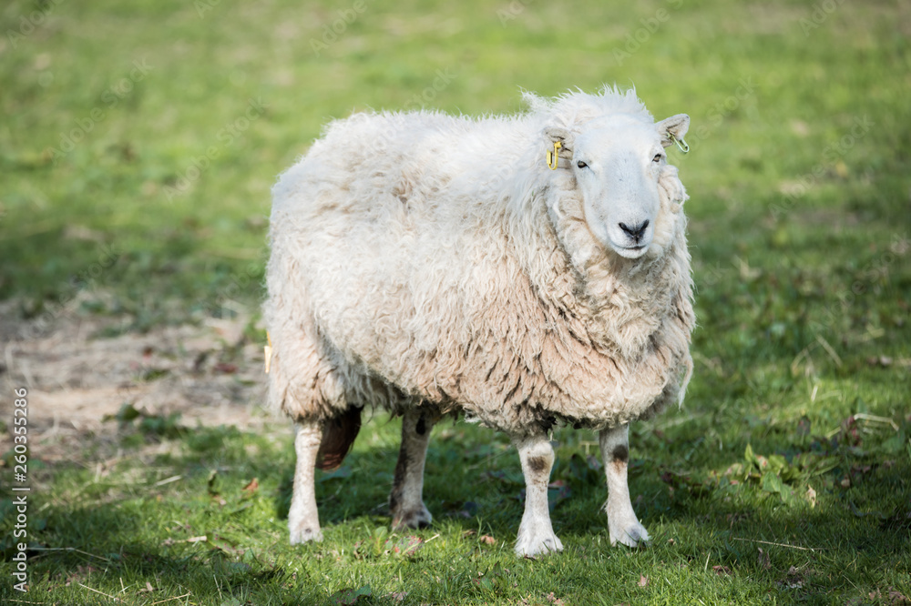 sheep in a field in sunny day