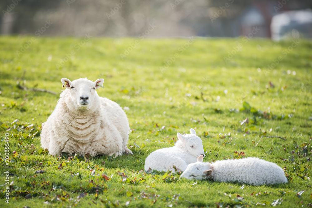 Obraz premium lambs walking in a field with the mother in sunny day