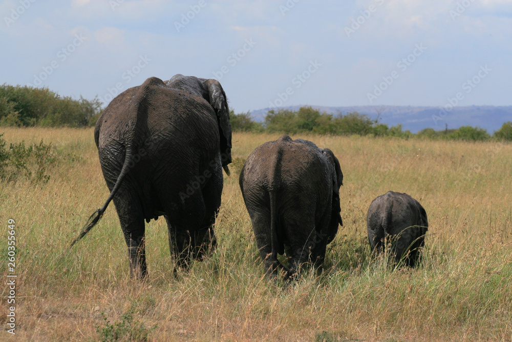 Fototapeta premium African elephant, Loxodonta africana, family grazing in savannah in sunny day. Massai Mara Park, Kenya, Africa.