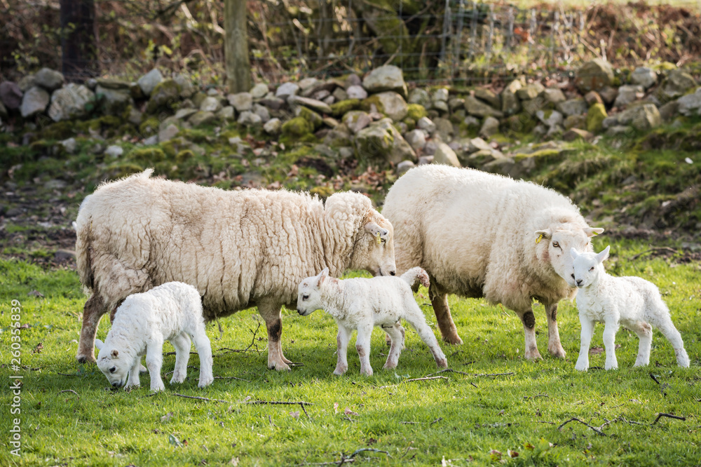 lambs walking in a field with the mother in sunny day lambs walking in a field with the mother in sunny day