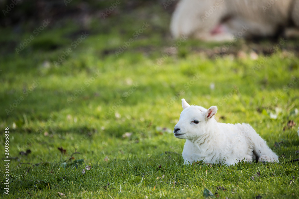 Lamb, alone, in a field, sunny day Lamb, alone, in a field, sunny day