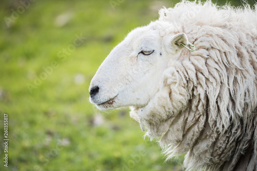 sheep in a field in sunny day
