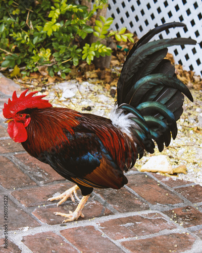 portrait of a rooster