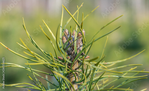 Young pine buds in early spring close up.