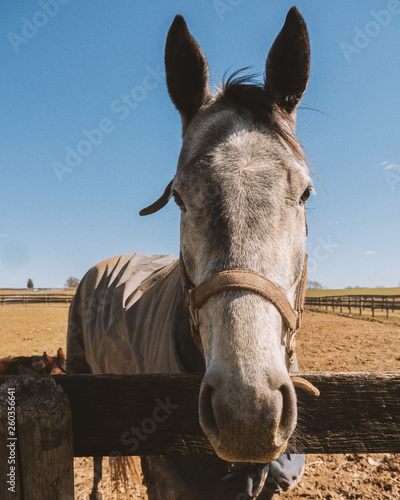 portrait of horse