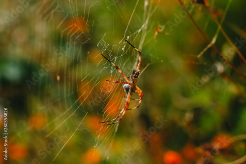 spider on web