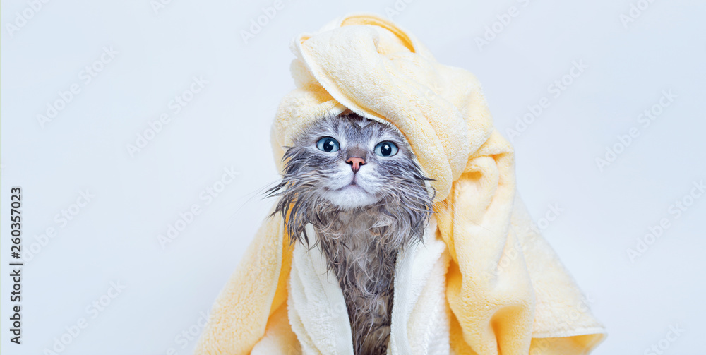 Funny smiling wet gray tabby cute kitten after bath wrapped in yellow towel with blue eyes. Pets and lifestyle concept. Just washed lovely fluffy cat with towel around his head on grey background. - obrazy, fototapety, plakaty 