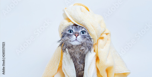 Fototapeta Naklejka Na Ścianę i Meble -  Funny smiling wet gray tabby cute kitten after bath wrapped in yellow towel with blue eyes. Pets and lifestyle concept. Just washed lovely fluffy cat with towel around his head on grey background.