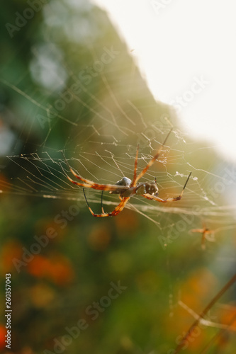 spider back sun