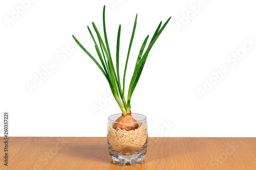 Green onions on a white background in a glass. isolate