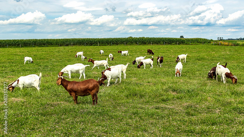 Boer goats in the pasture. 
