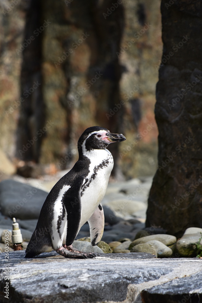 Obraz premium Penguins