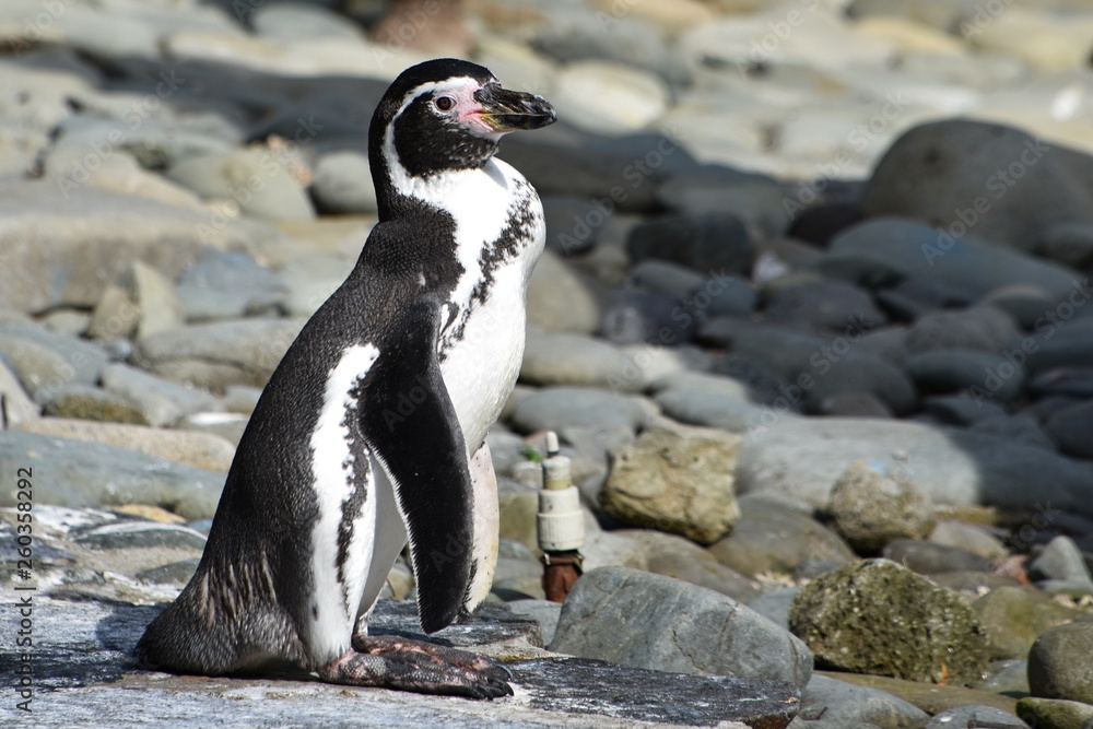 Fototapeta premium Penguins