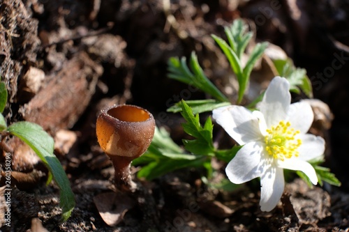 Grzyb twardnica bulwiasta i zawilec photo