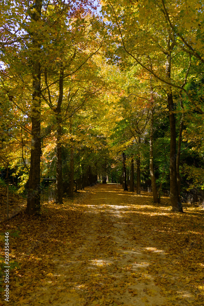 autumn country road in the forest