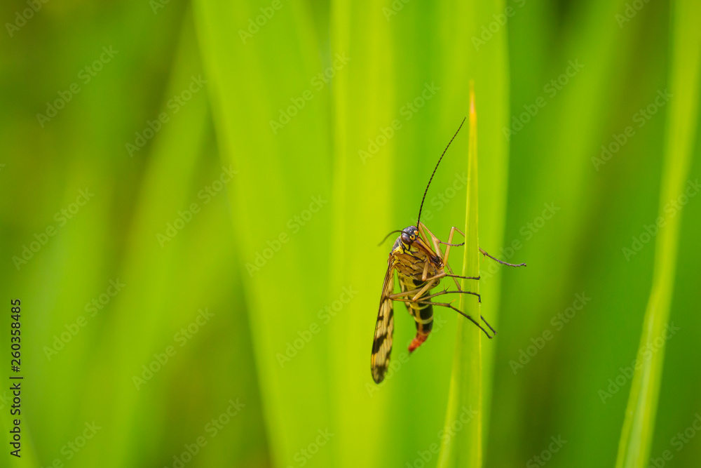 Panorpa communis, the common scorpionfly Panorpa communis, the common scorpionfly